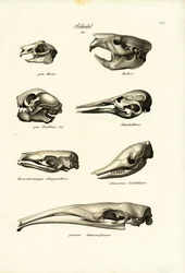 動物の頭蓋骨、1824年